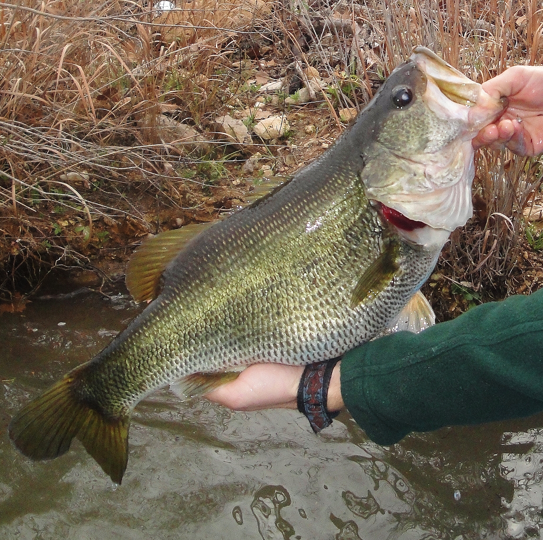 Colorado River  River Hills Outfitters